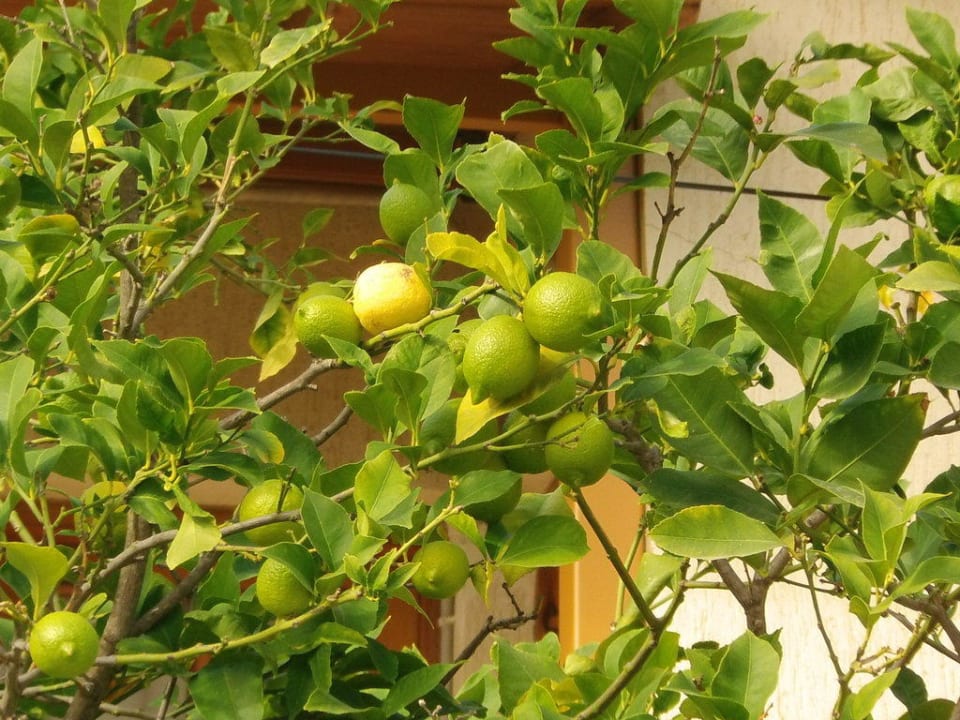 Limettenbaum Paloma Pasha