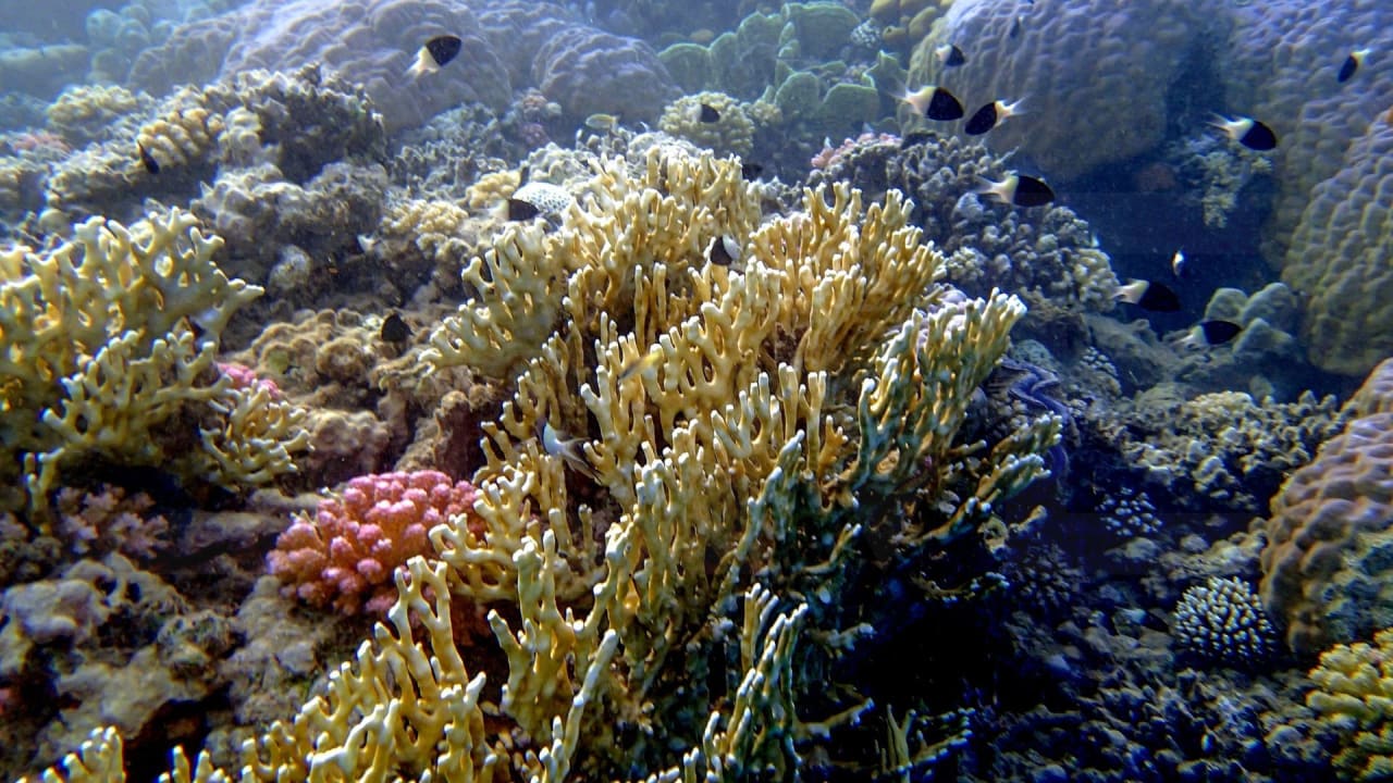 Strand Three Corners Equinox Beach Resort