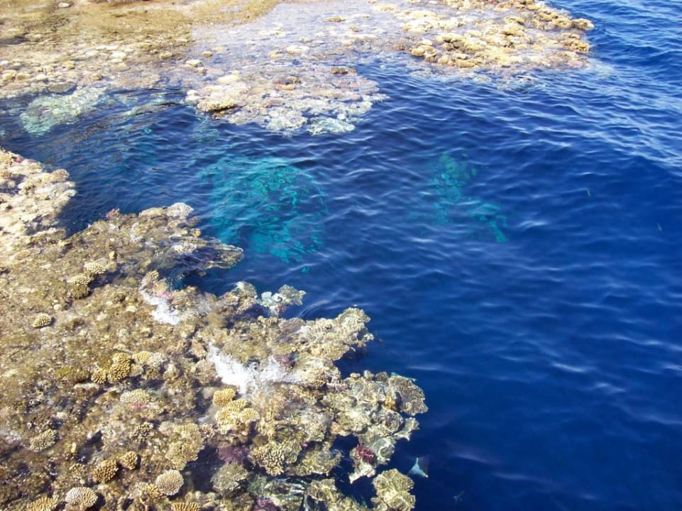 Korallenriff The Grand Hotel Sharm El Sheikh