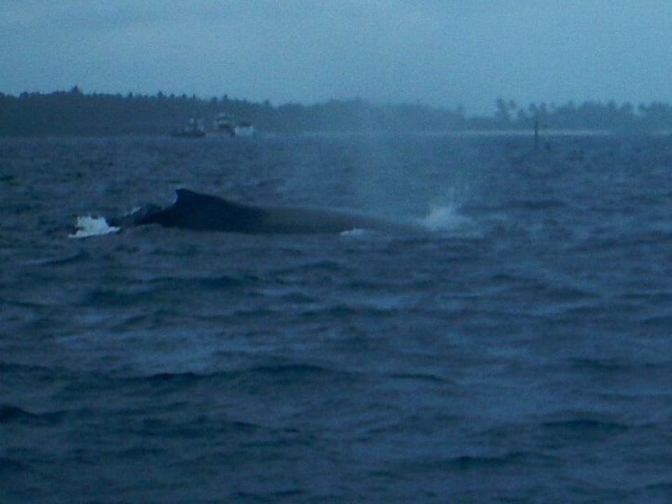 Walhai mit Baby- leider nur vom Boot aus Kuramathi Maldives