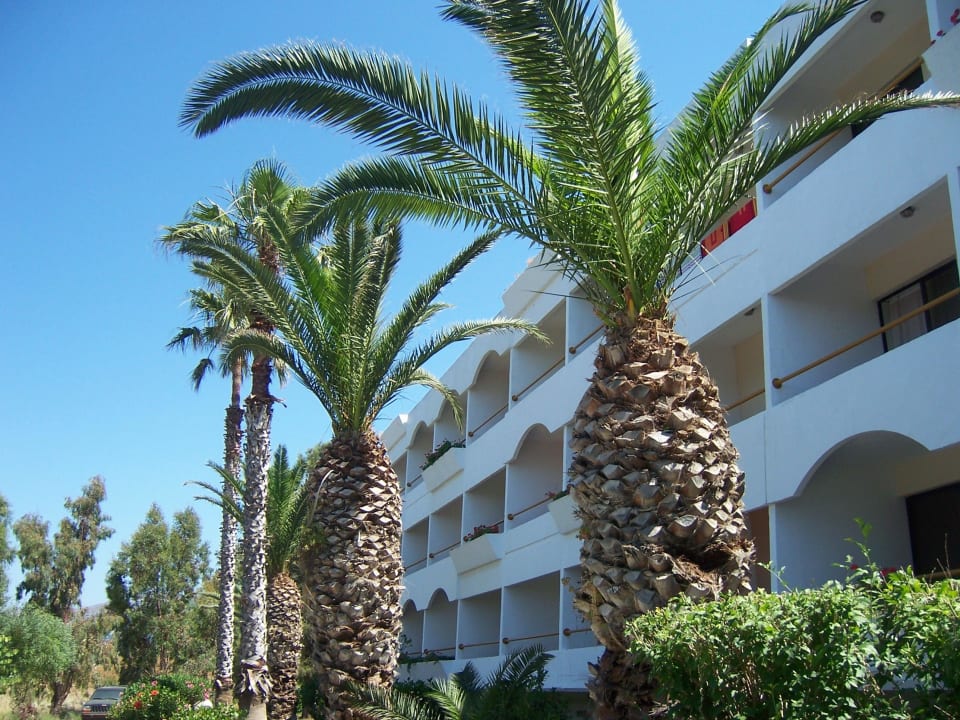 Palmen Hotel Tigaki Beach