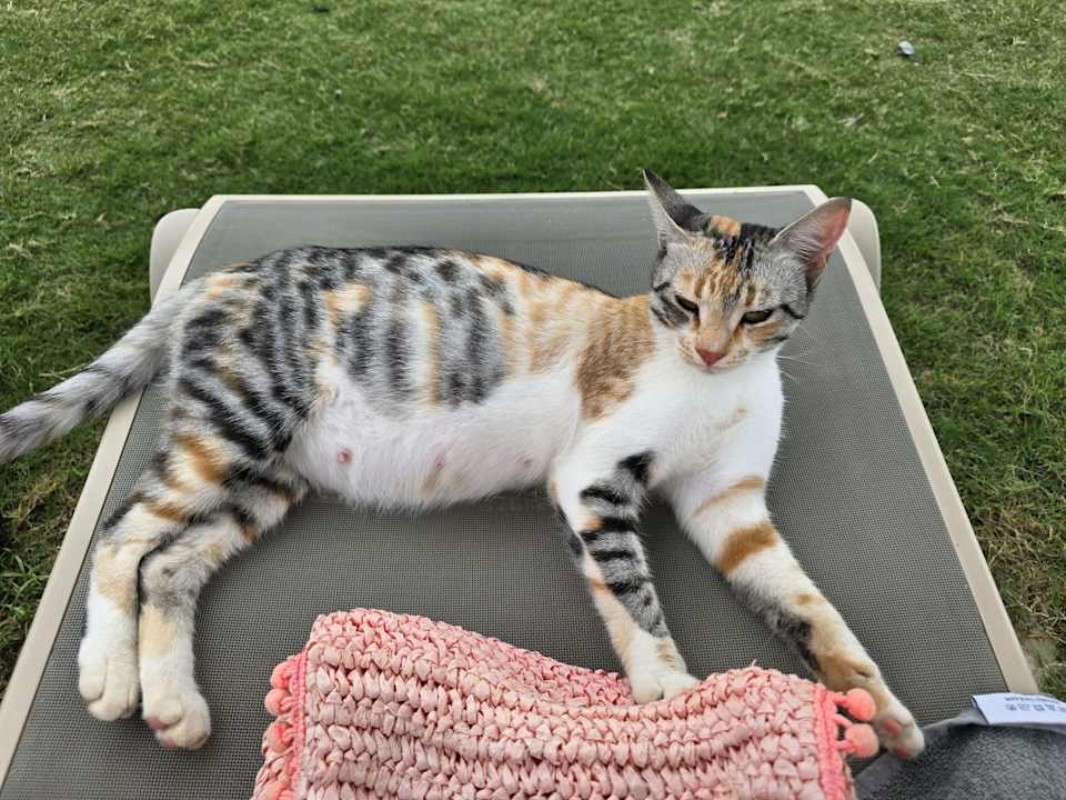 Sonstiges Radisson Collection Hotel, Bodrum