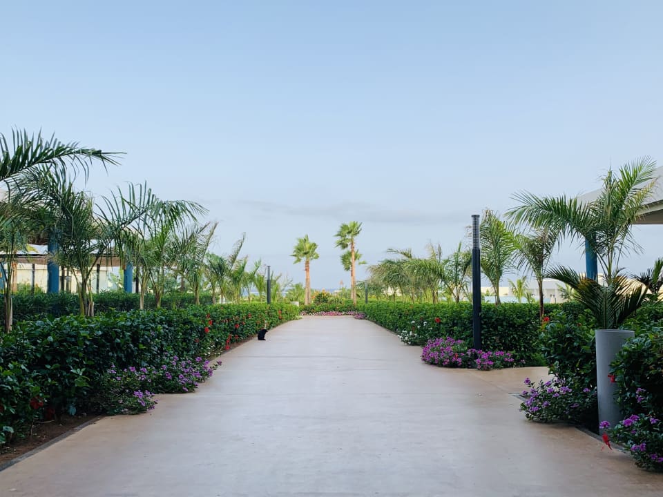 Gartenanlage Hotel Riu Palace Boavista