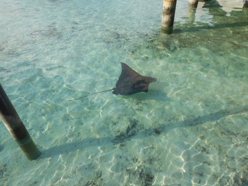Manta (Stingray) am Bubgalow LUX South Ari Atoll