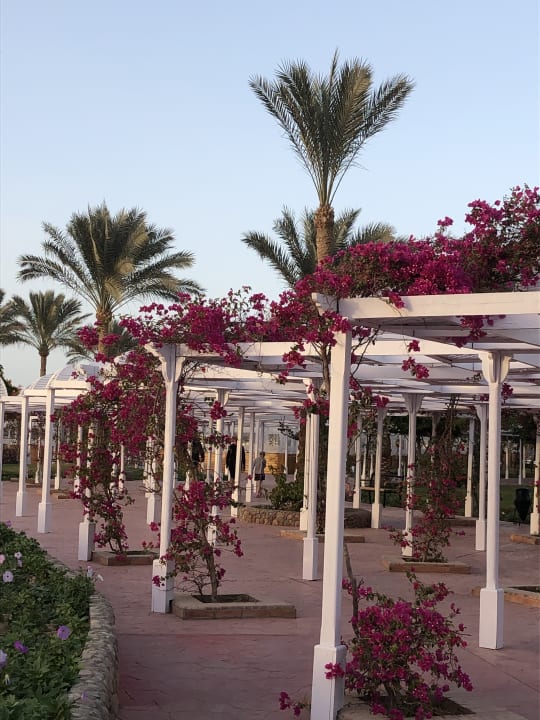 Gartenanlage Desert Rose