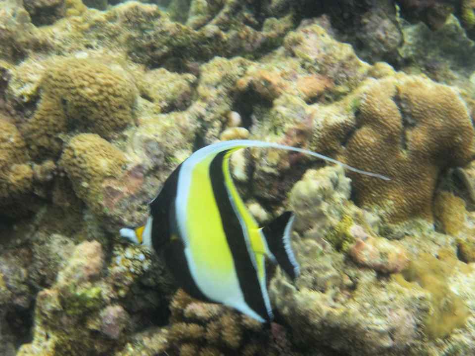Snorkling NH Collection Maldives Reethi Resort