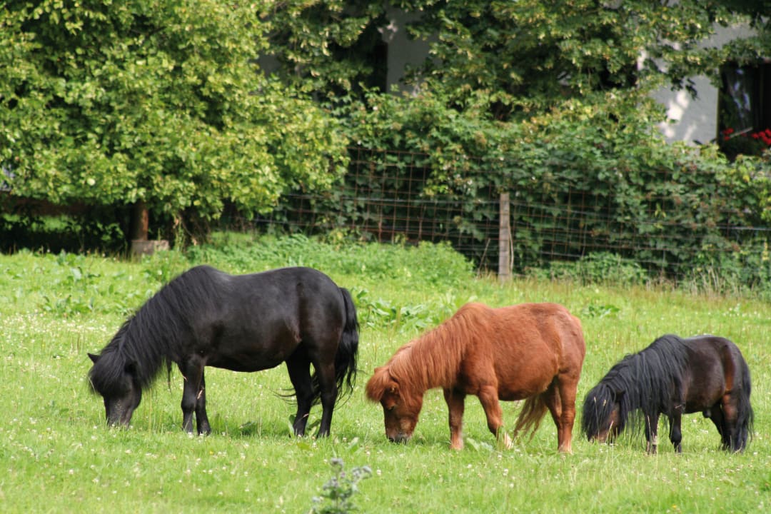Täglich Ponyreiten auf 11 Ponies Die Seitenalm