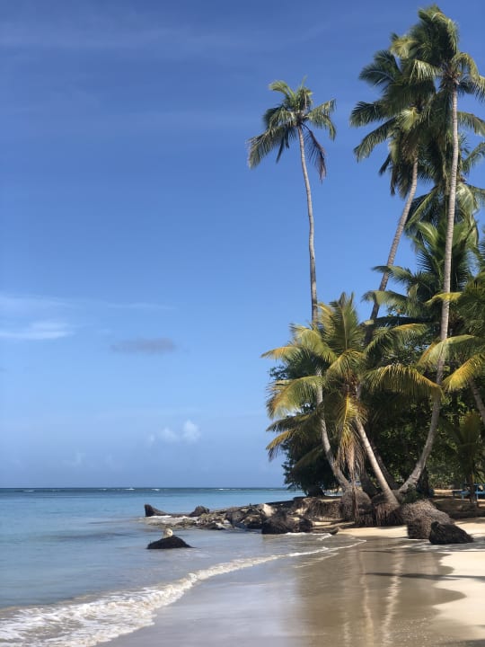Strand Viva V Samana by Wyndham – Adults Only