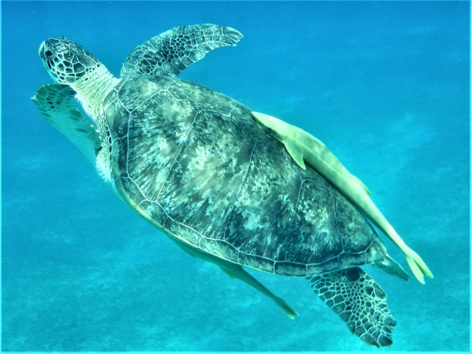 Sport & Freizeit Malikia Resort Abu Dabbab