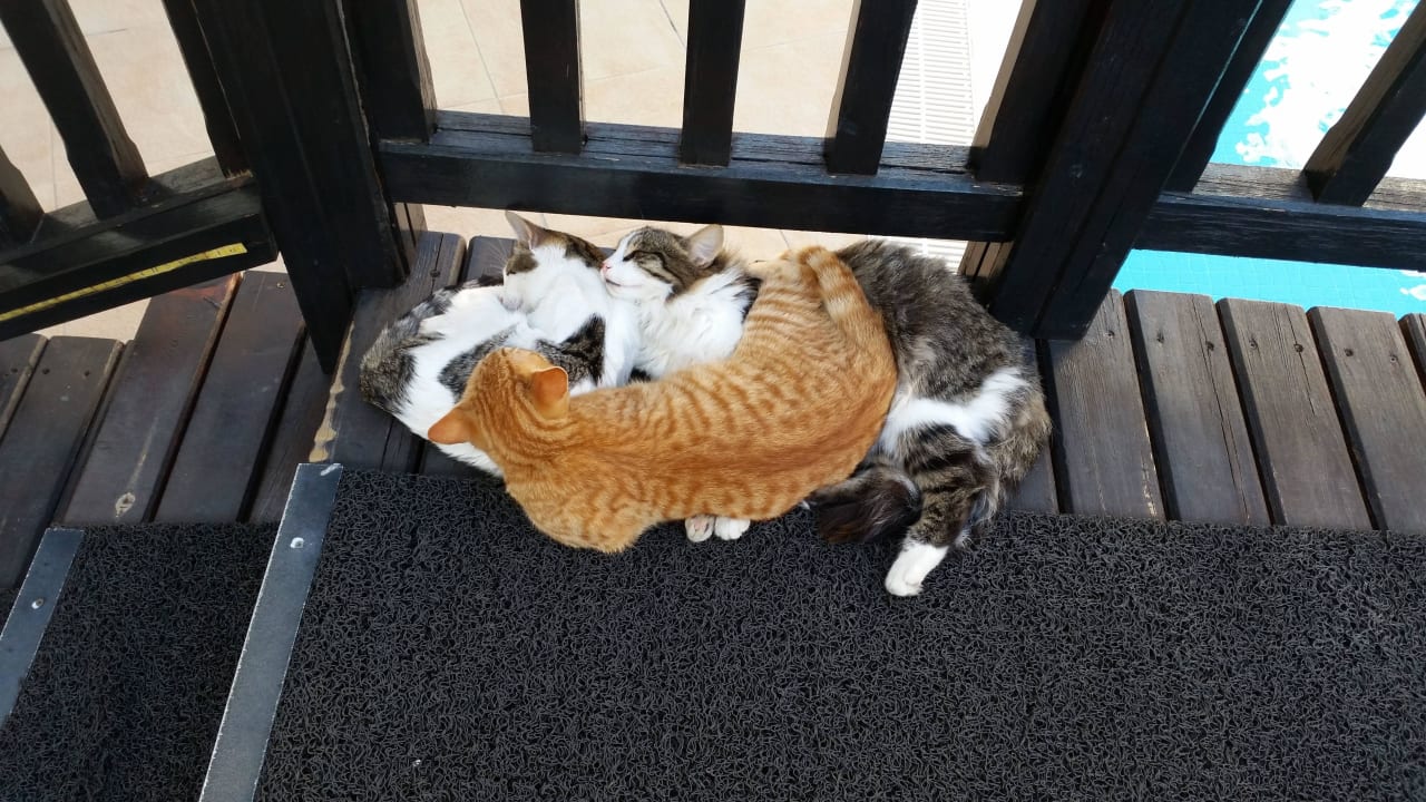 Katzen am pool Alba Queen Hotel