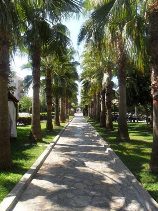 Palmenallee zum Meer  Hotel Royal Garden Beach