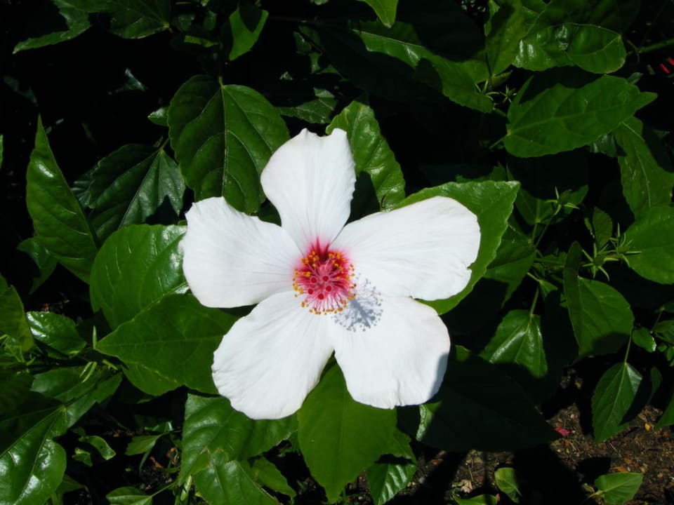 Ein wahres Blütenmeer... Xperia Kandelor Hotel