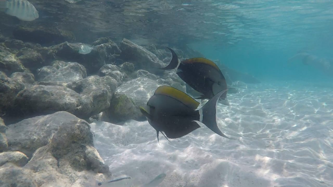 Ausblick Ellaidhoo Maldives by Cinnamon