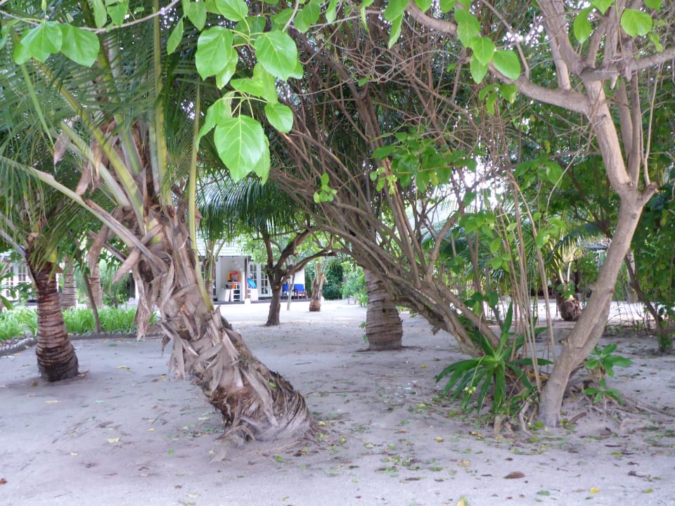 Gartenanlage Adaaran Select Meedhupparu Island Resort - Premium All Inclusive