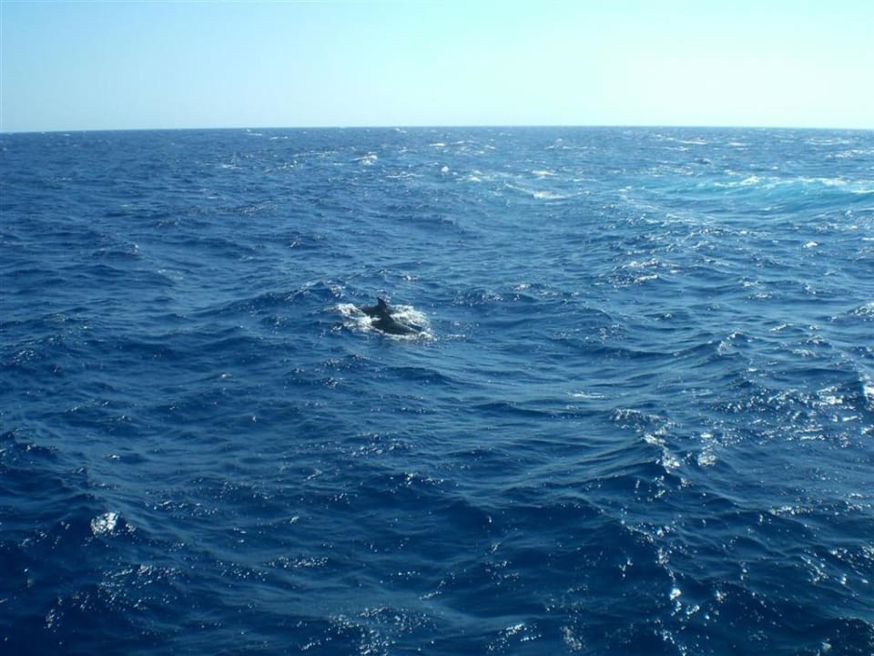 Delphine am Steg... Radisson Blu Resort, El Quseir