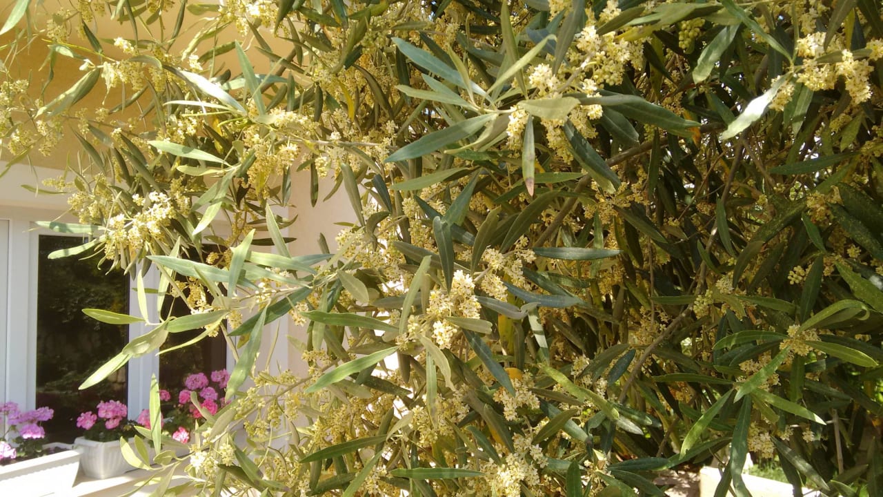 Olivenbaum Hotel Lekavski