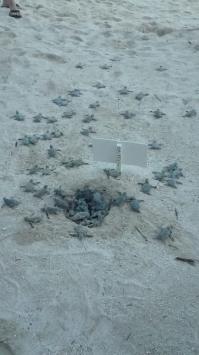 Sonstiges Akumal Bay Beach & Wellness Resort