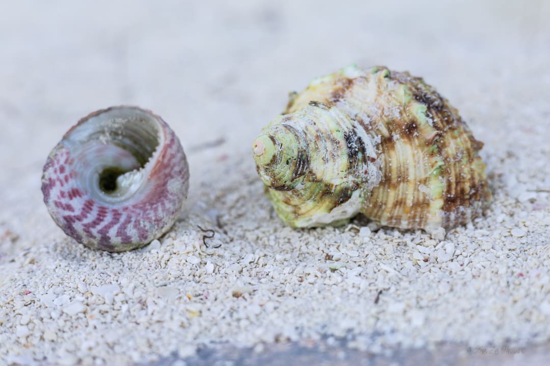 Strand Summer Island Maldives