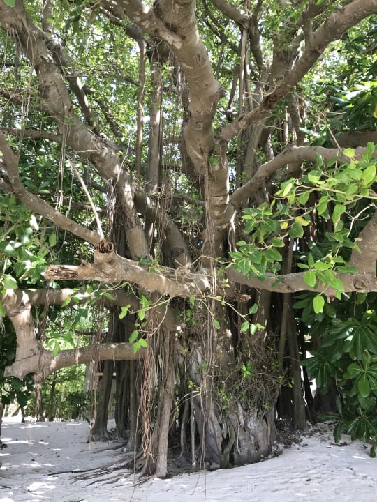 Außenansicht Biyadhoo Island Resort