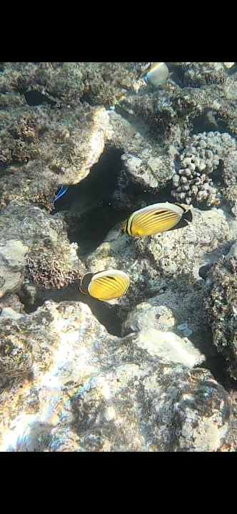 Strand Cleopatra Luxury Resort Makadi Bay