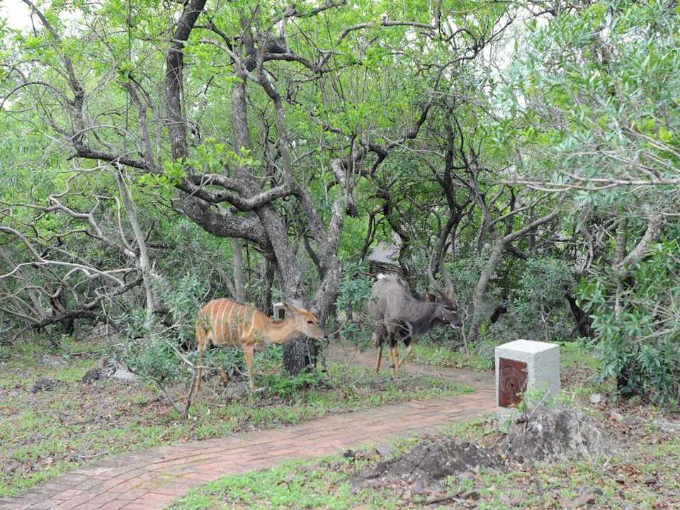 Weg zum Bungalow Hotel Phinda Mountain Lodge