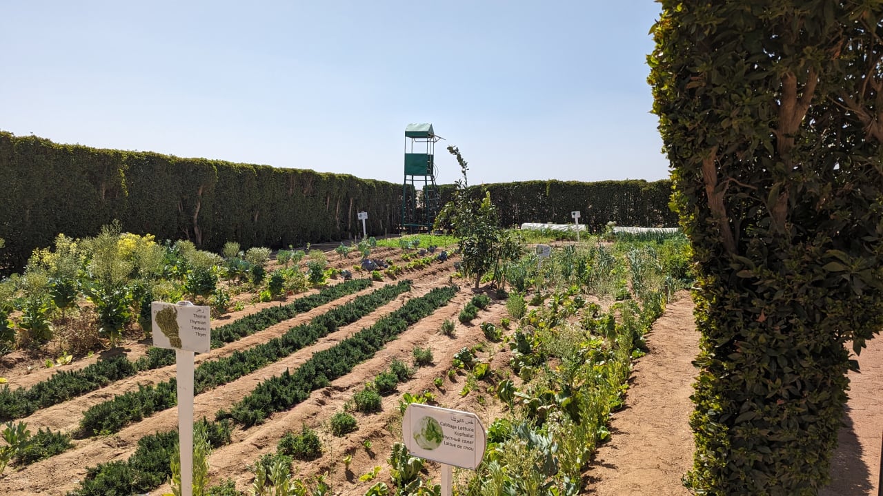 Gartenanlage Lemon & Soul Makadi Garden