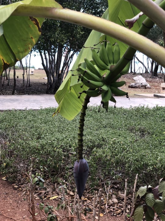 Gartenanlage Paradisus Rio de Oro Resort & Spa - Adults only