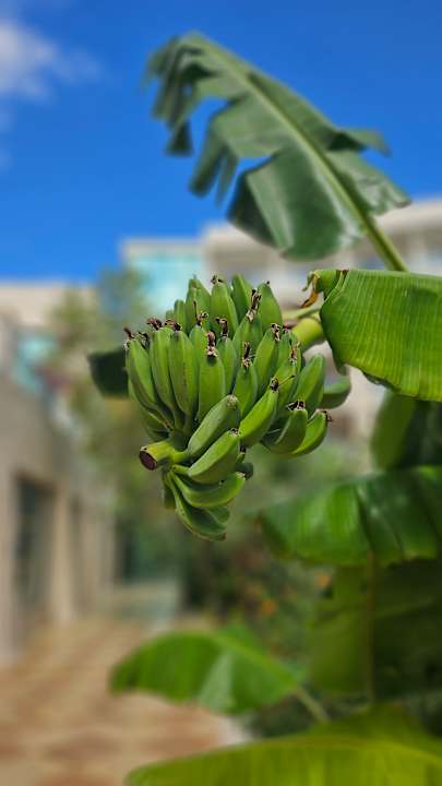 Gartenanlage Paloma Pasha