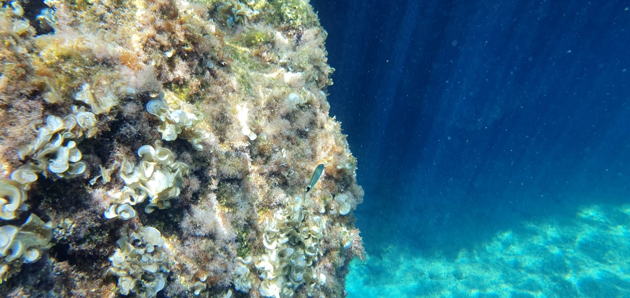 Strand Hotel Kalithea Horizon Royal