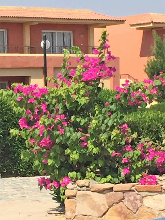 Schöne Blüten Malikia Resort Abu Dabbab