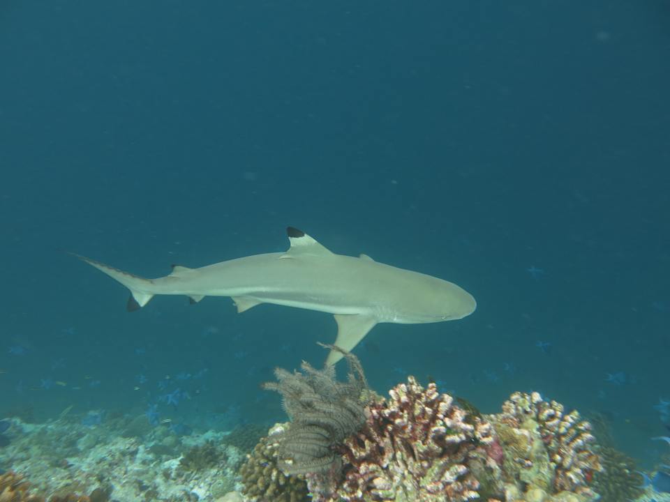 Strand NH Collection Maldives Reethi Resort