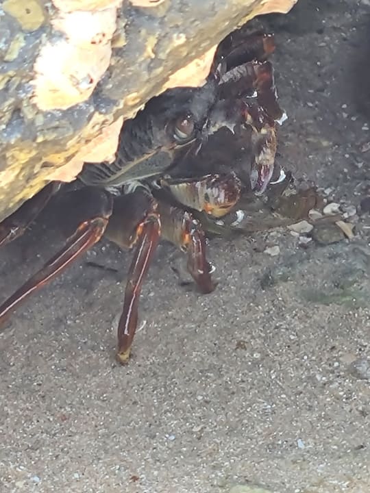 Sonstiges Desert Rose