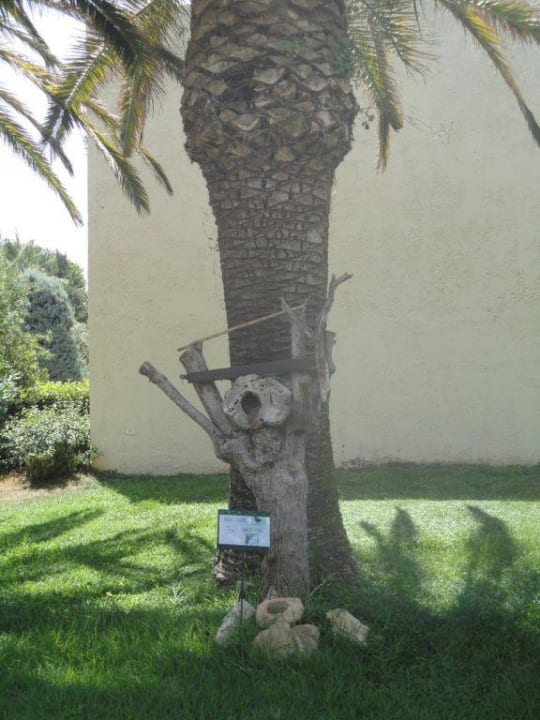 Ogród allsun Hotel Malia Beach