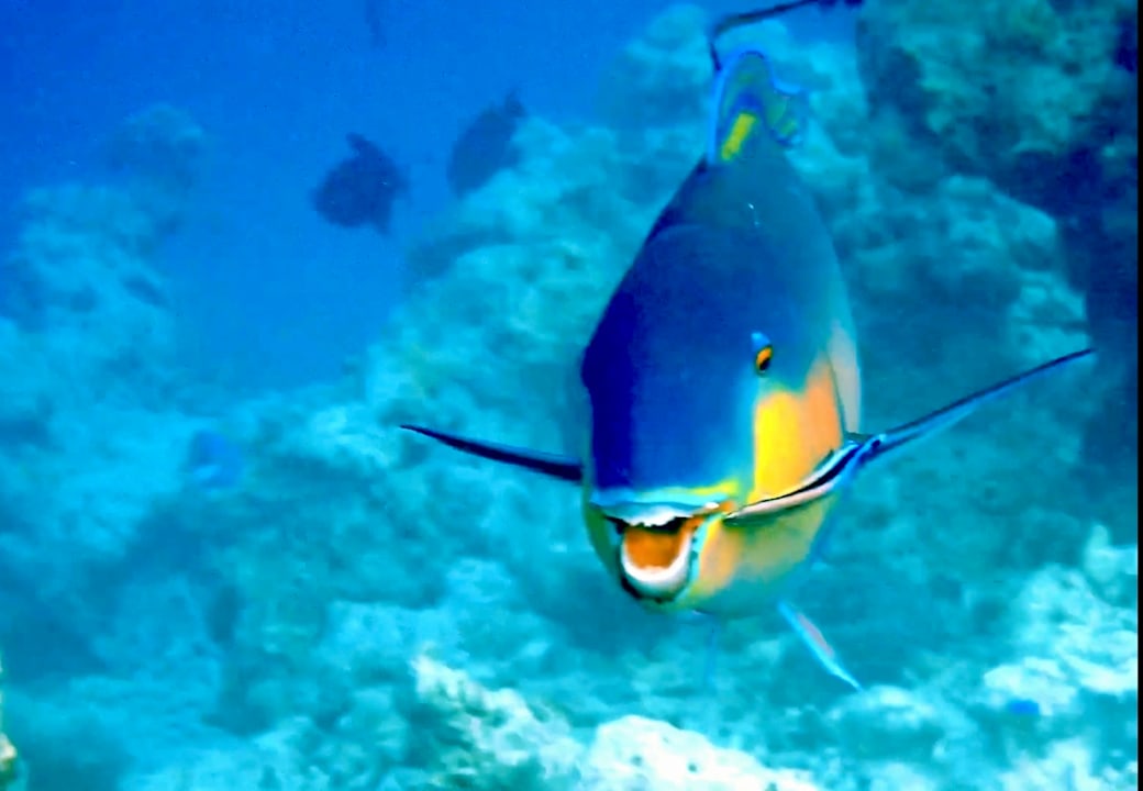 Sonstiges Vilamendhoo Island Resort & Spa