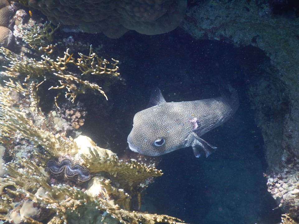 Sonstiges Makadi Spa - Adults only