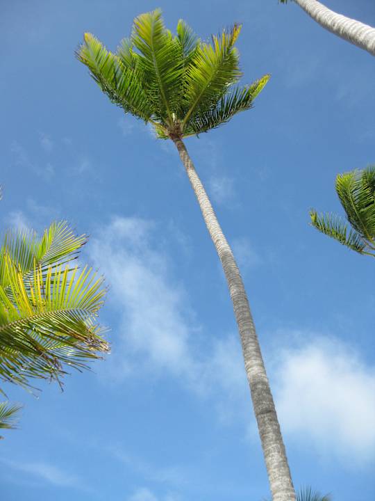 Strand -Palmen Secrets Royal Beach Punta Cana - Adults only