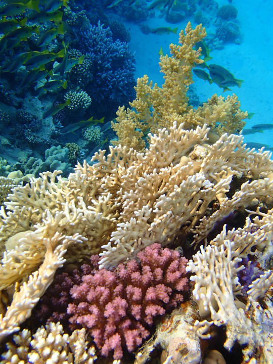 ........ Malikia Resort Abu Dabbab