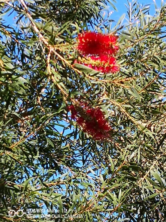 Gartenanlage Parrotel Beach Resort