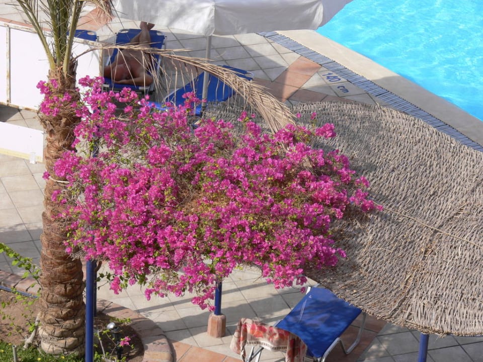 Impression Jaz Makadi Oasis Resort