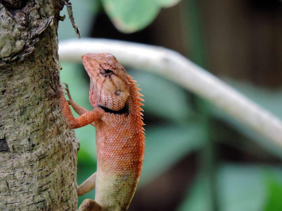 Jaszczurka Hotel Relax Bay Koh Lanta