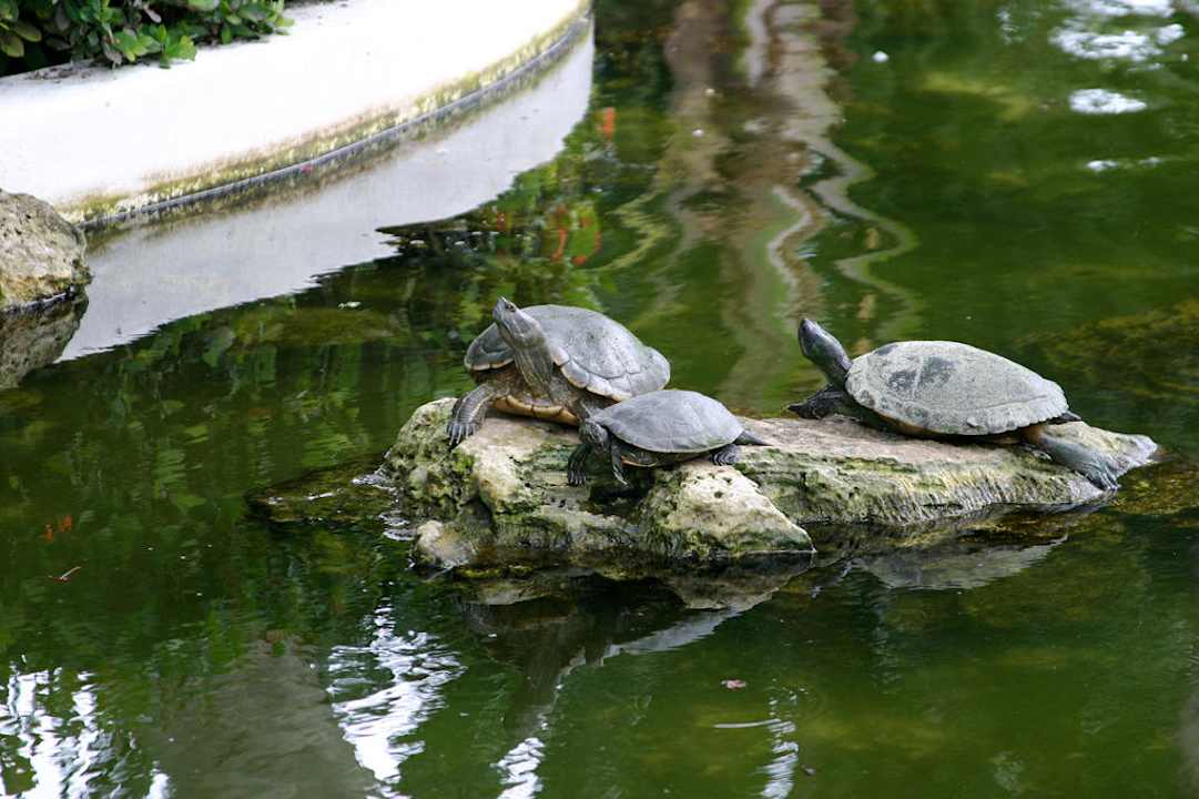  Schildkröten  Hotel Grand Palladium Palace Resort, Spa & Casino