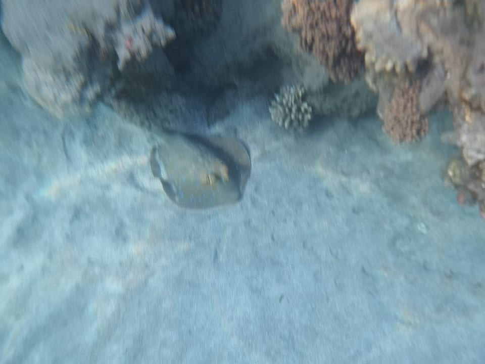 Strand Malikia Resort Abu Dabbab