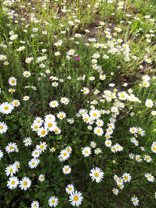 Gartenanlage Biohotel Der Daberer