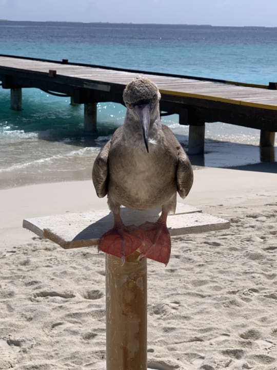 Strand Adaaran Select Meedhupparu Island Resort - Premium All Inclusive