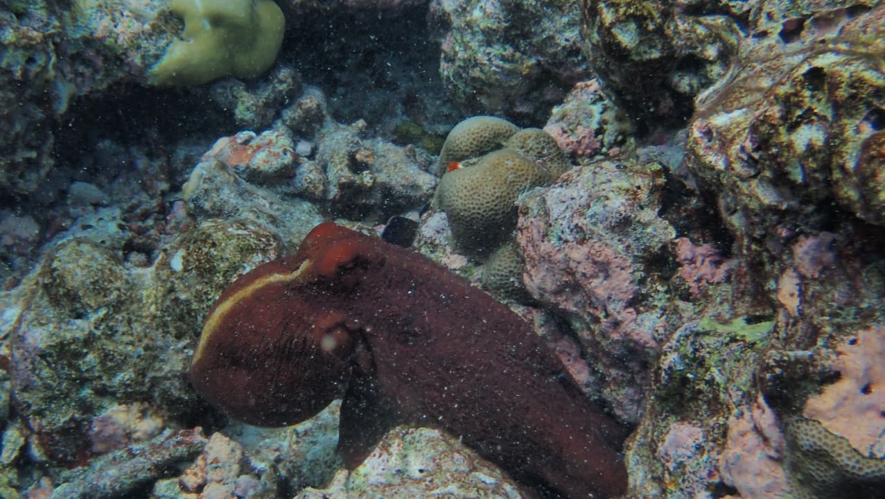 Strand Adaaran Select Meedhupparu Island Resort - Premium All Inclusive