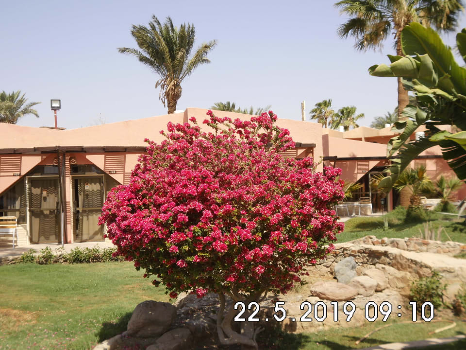 Gartenanlage Eagles Paradise Abu Soma