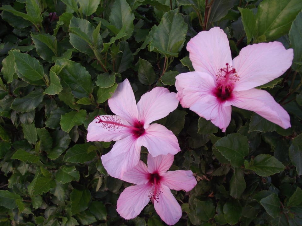 Überall Blumen - im gesamten Innenbereich Hotel A.N.S.M.I. Mount of Beatitudes