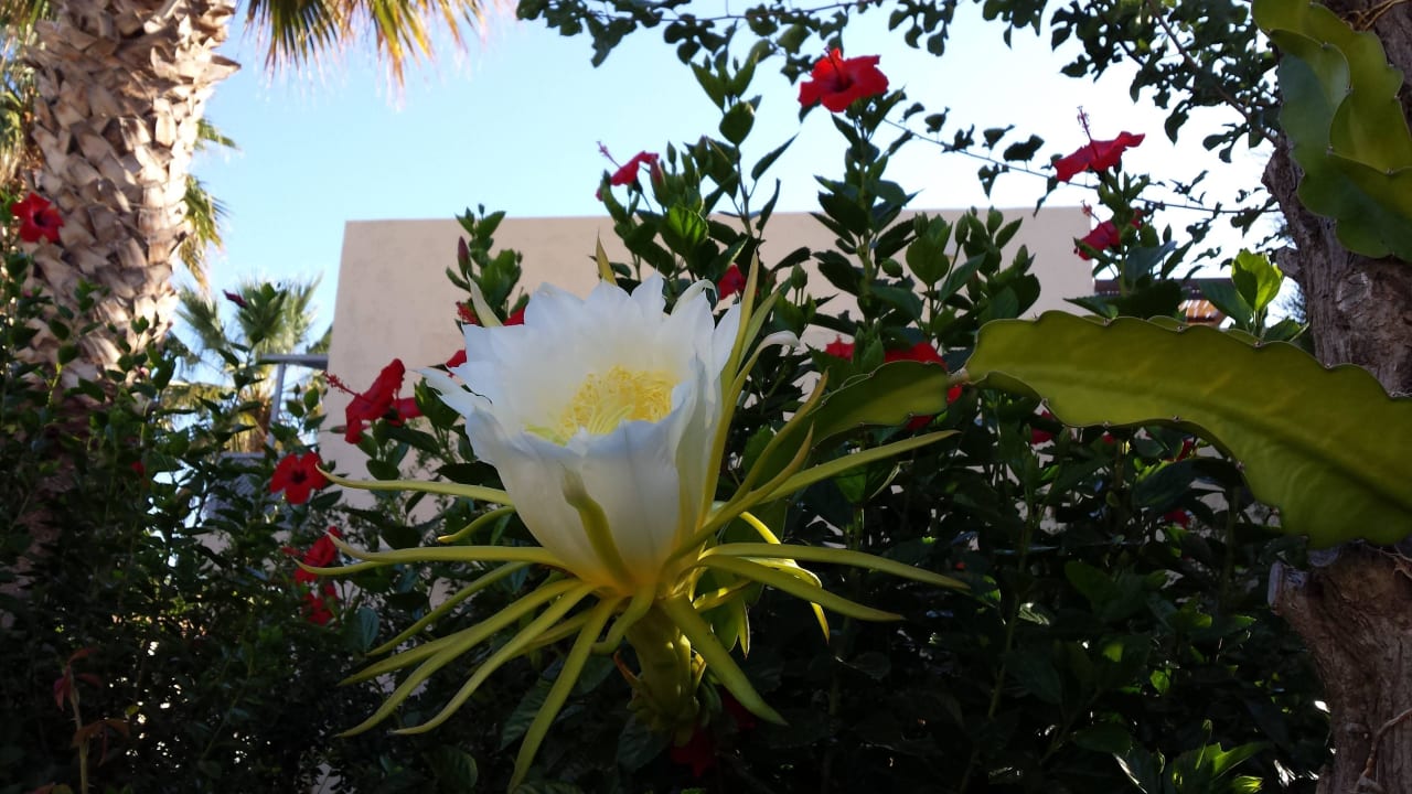 Königin der Nacht - blüht nur 1 Tag Phãea Cretan Malia