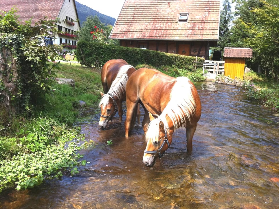 Haflinger Anni und Stella Ferienwohnungen Simonshof