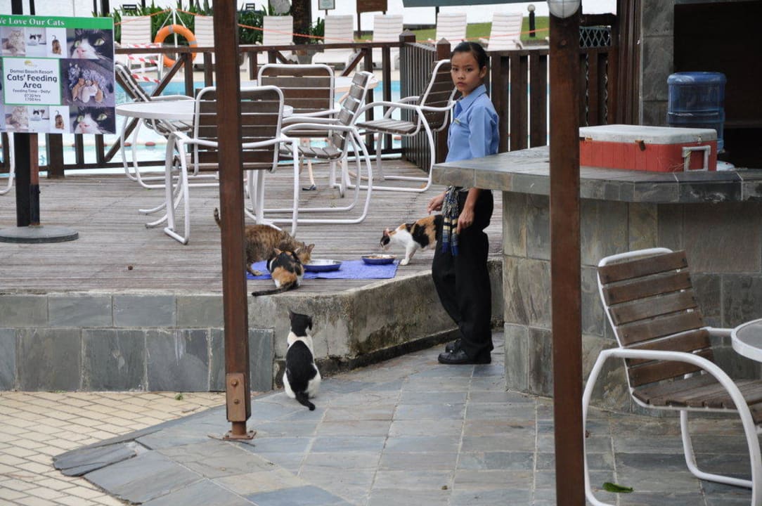 Das Hotel füttert 2 Mal täglich die eigenen Katzen Damai Beach Resort